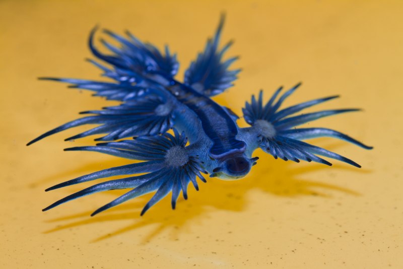 Голубой ангел (Glaucus Atlanticus)