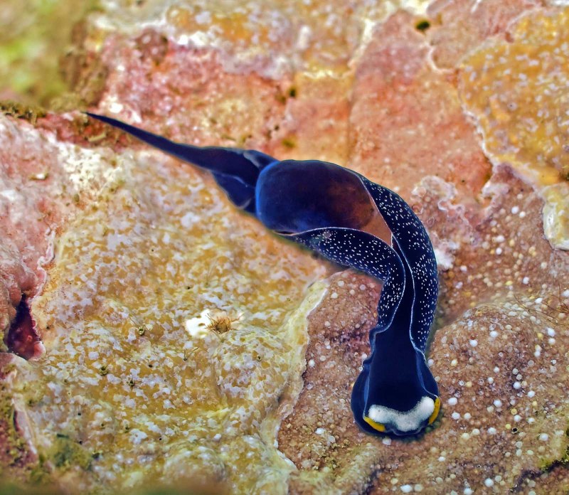 Chelidonura varians