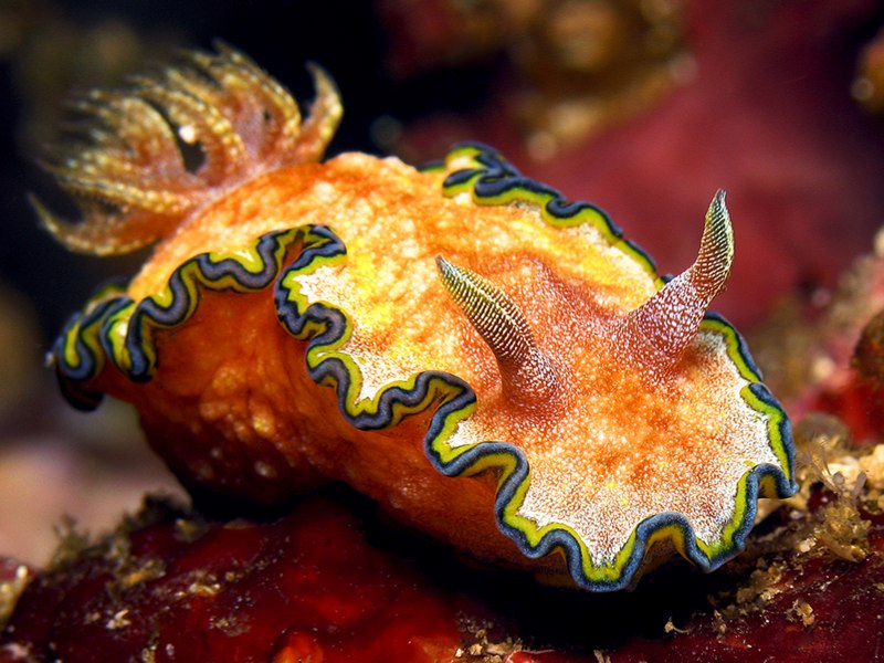 Glossodoris cincta