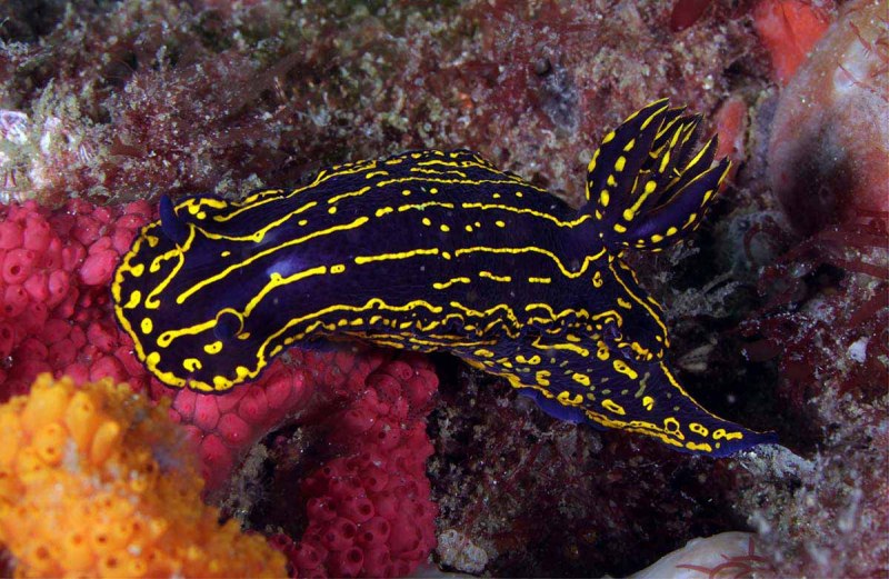 Lucernaria quadricornis