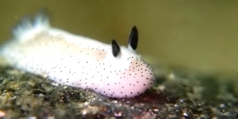 Морской СЛИЗНЯК кролик