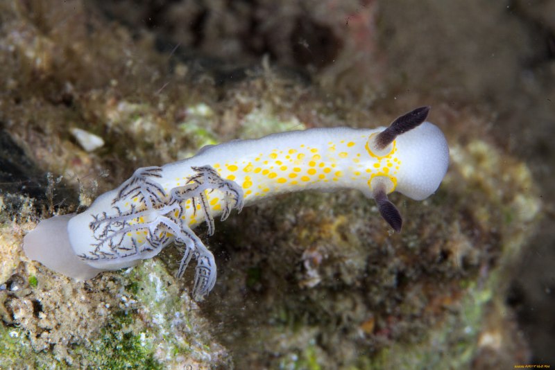Плотоядные слизняки морские