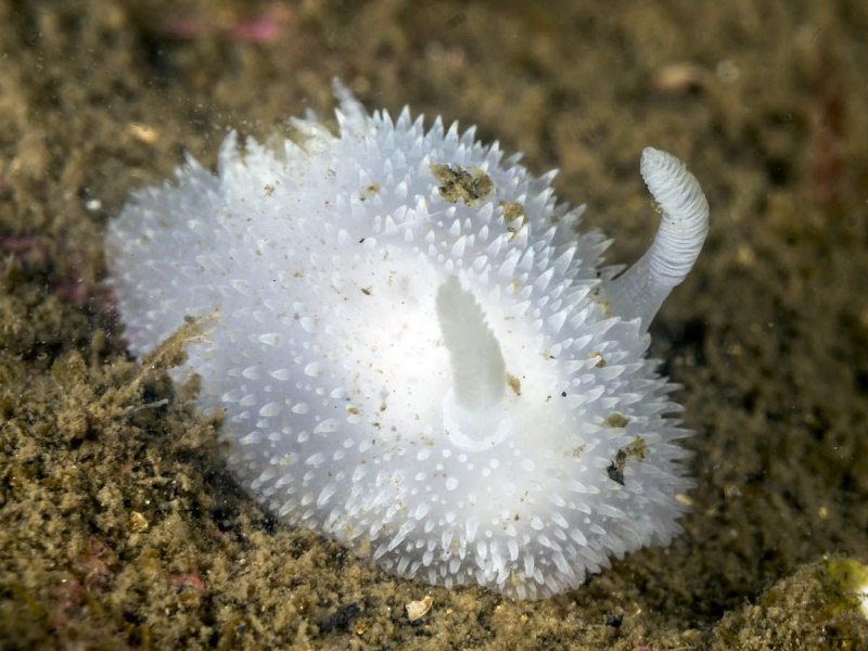 Acanthodoris pilosa