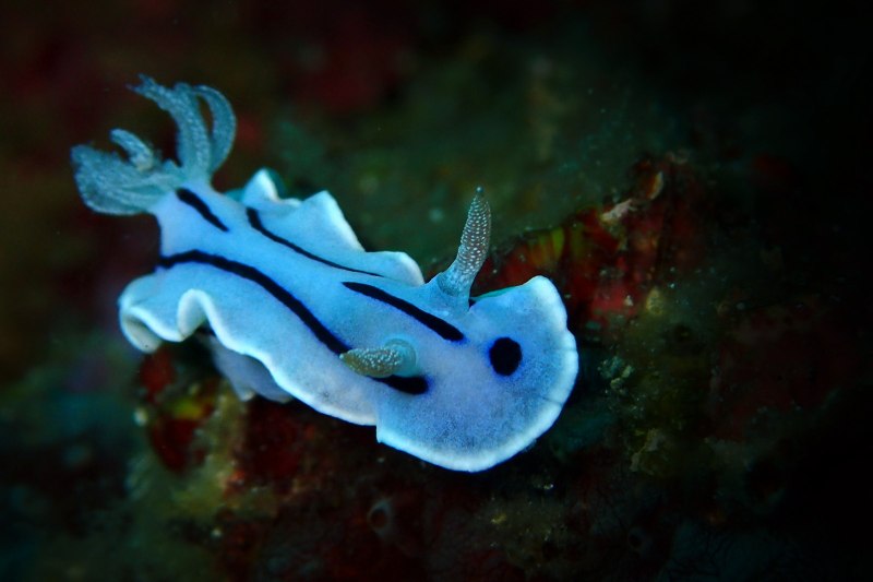 Chromodoris willani
