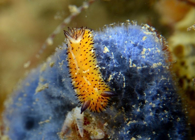 Jorunna Parva