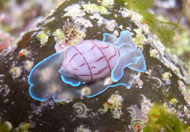 Морская улитка Bullina lineata.