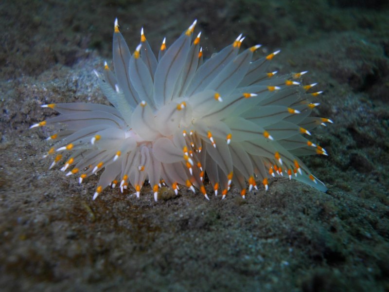 Janolus fuscus