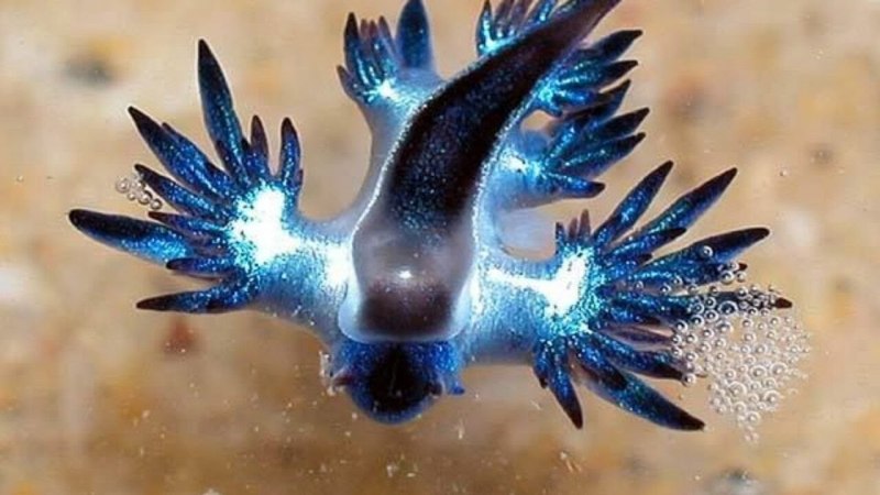 Голубой ангел (Glaucus Atlanticus)