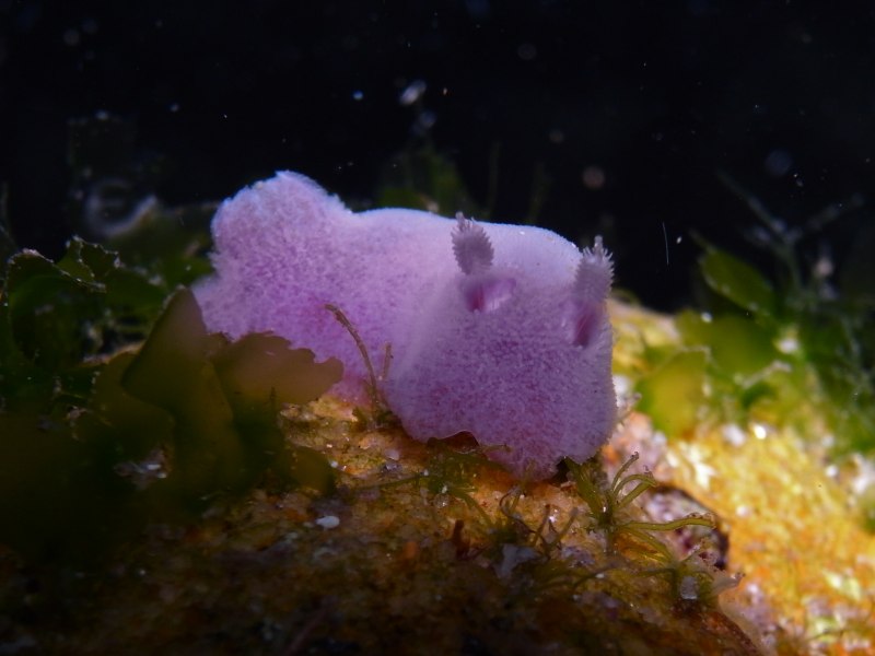 Jorunna Parva