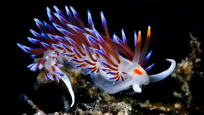 Голожаберные (Nudibranchia)