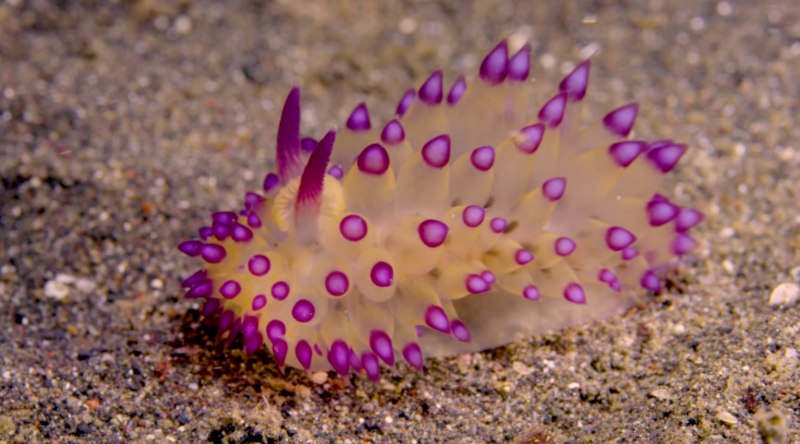 Корифелла Полярная, морской СЛИЗЕНЬ