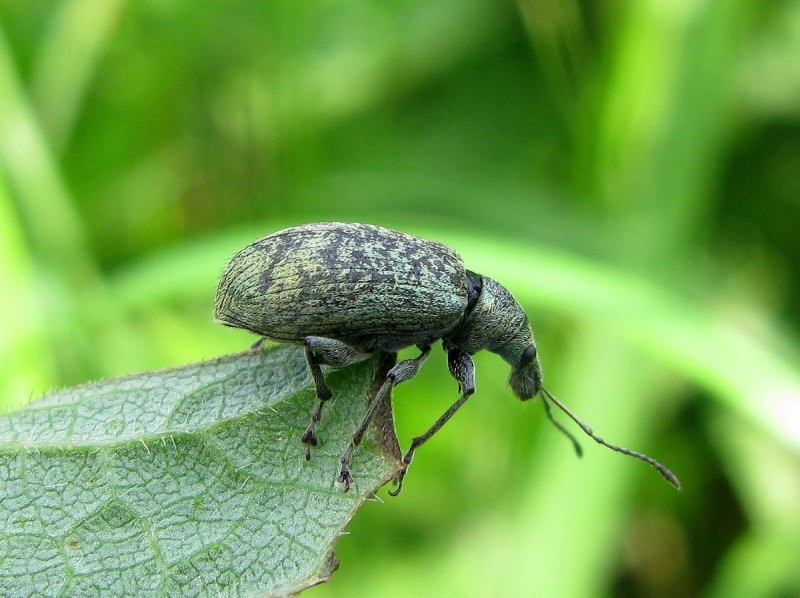 Sitophilus granarius