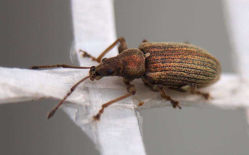 Asproparthenis punctiventris