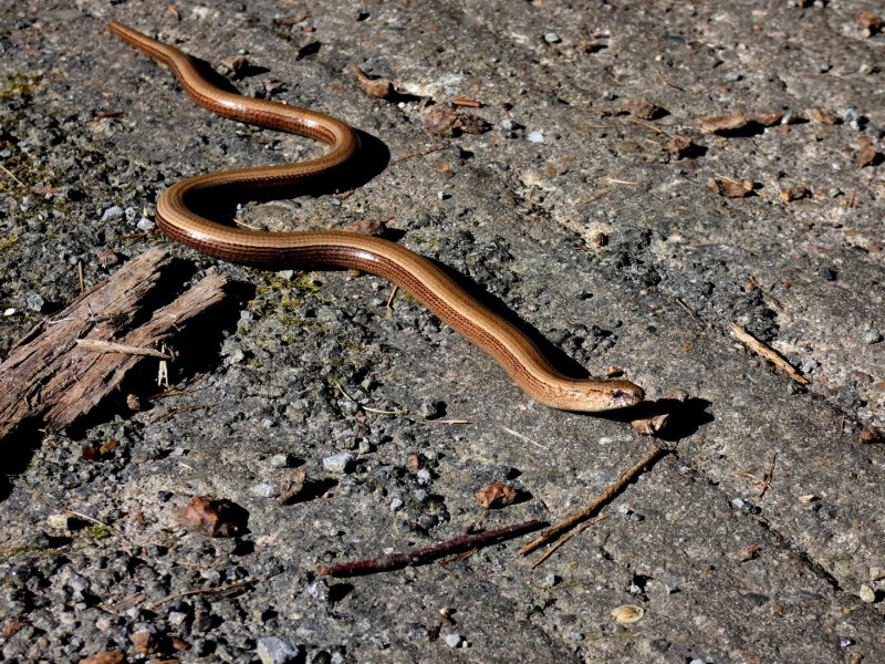 Ophisaurus apodus