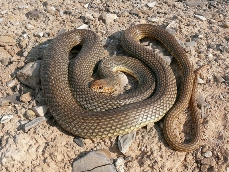 Желтобрюхий полоз (Dolichophis caspius)