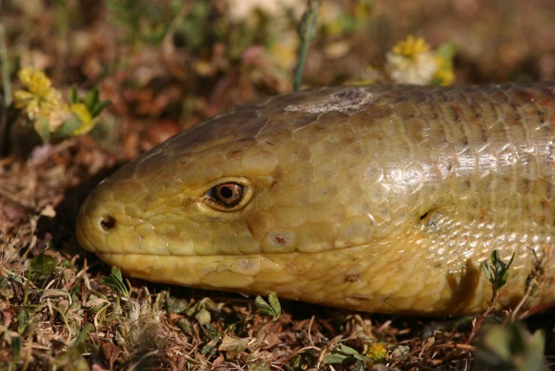 Желтобрюхий полоз (Dolichophis caspius)