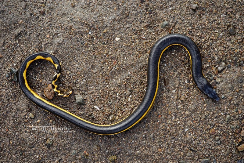 Anniella pulchra