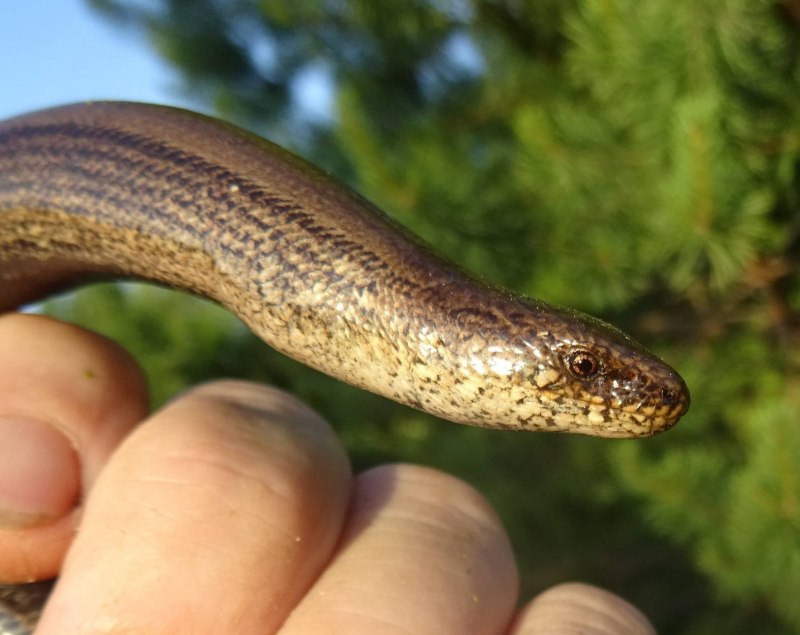 Желтобрюхий полоз (Dolichophis caspius)