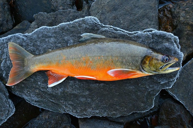 Salvelinus – гольцы