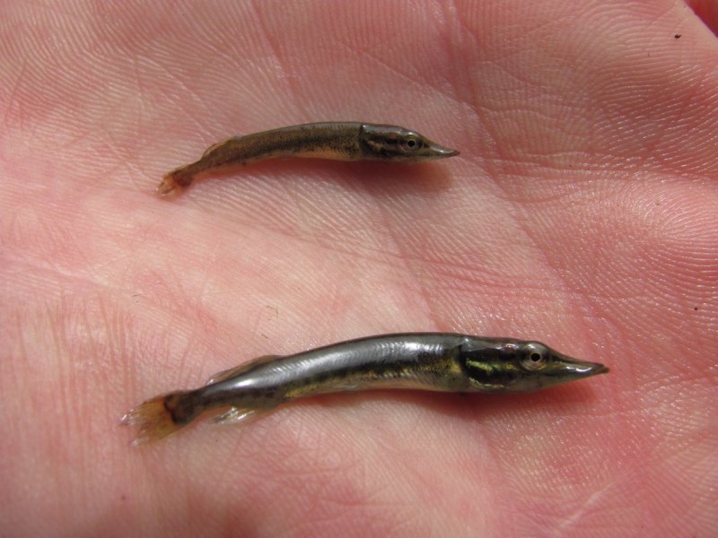 Обыкновенный подкаменщик (COTTUS gobio)