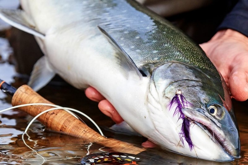 Salvelinus – гольцы