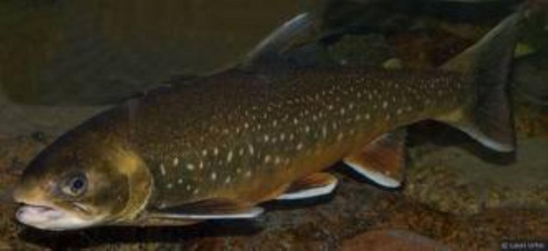 Малоротая Палия Salvelinus elgyticus