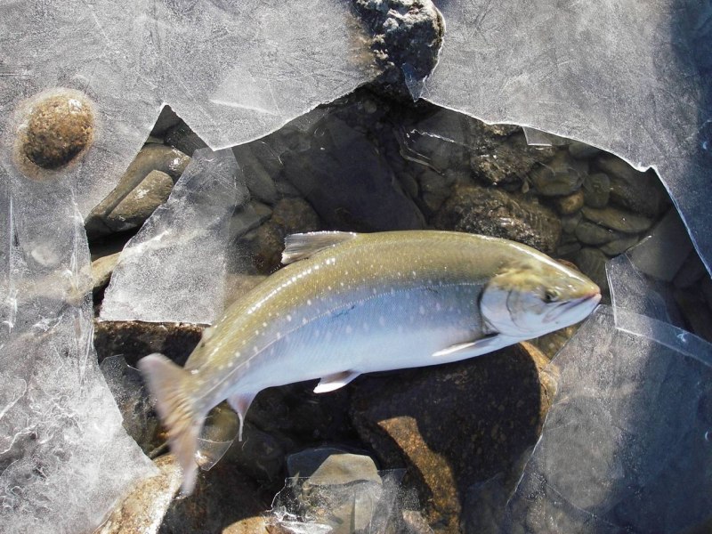 Малоротая Палия Salvelinus elgyticus