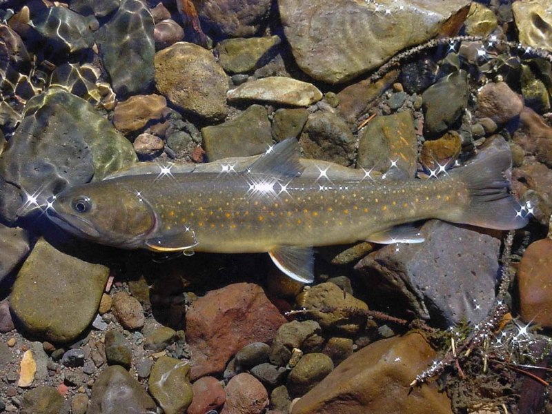 Арктический голец Salvelinus Alpinus