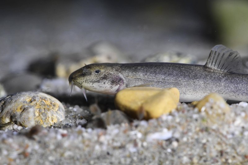 Barbatula barbatula Linnaeus