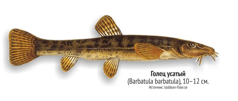 Голец Усатый обыкновенный barbatula barbatula