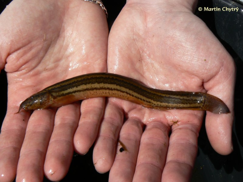 Щиповка (Cobitis Taenia)