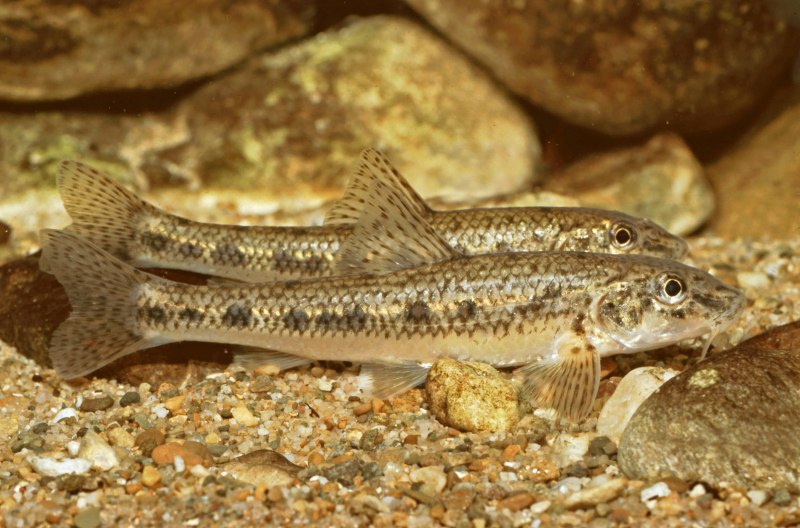 Кумжа Salmo trutta