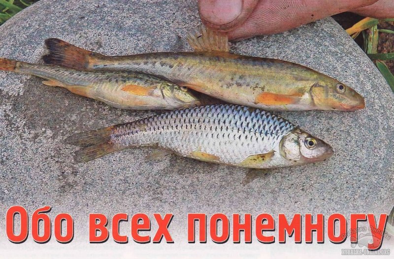 Самурский усач рыба