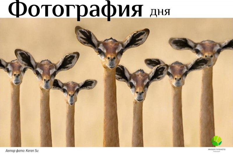 Геренук интересные факты