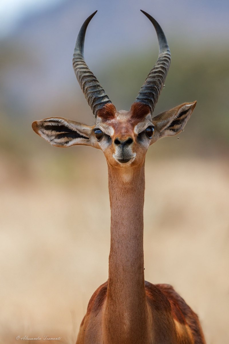 Геренук (Litocranius walleri)