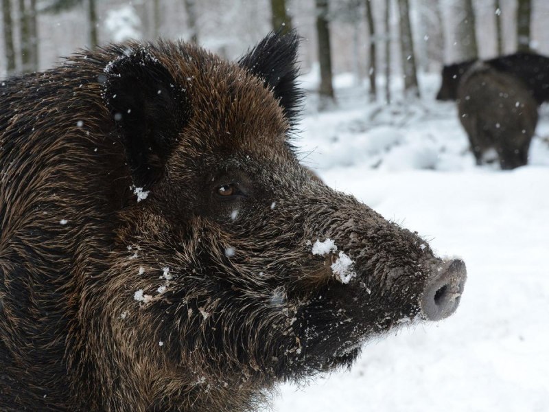 Кабан (sus scrofa)
