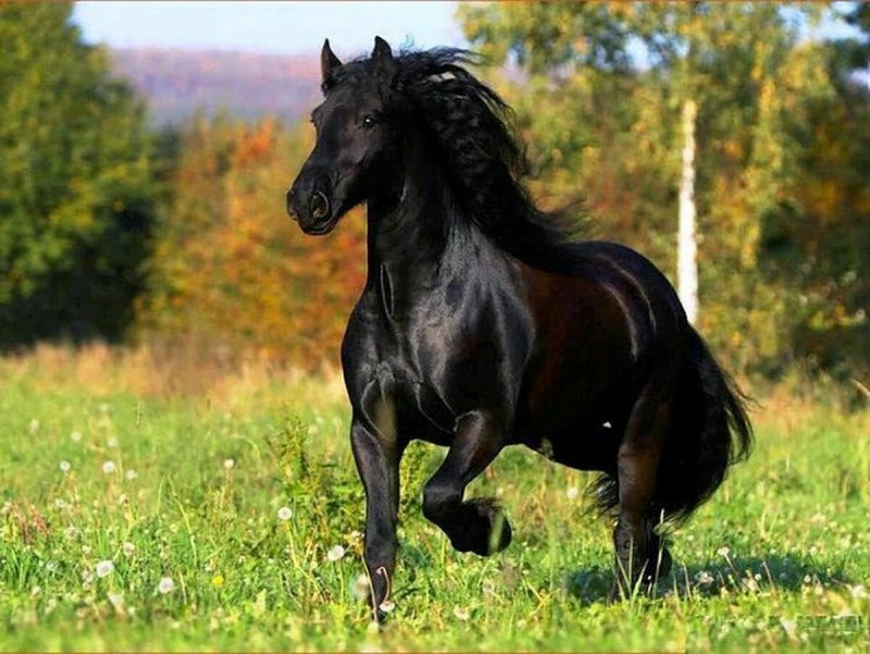 Мустанг, Фризская лошадь, жеребец