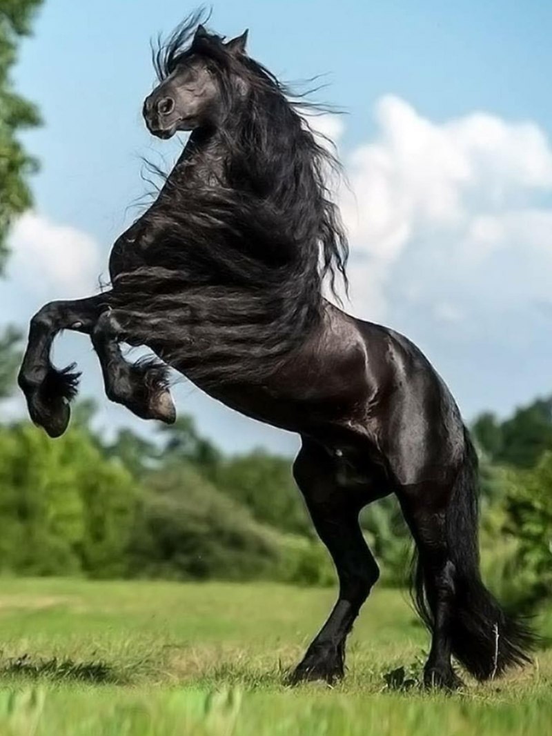Фризская лошадь Фридрих Великий