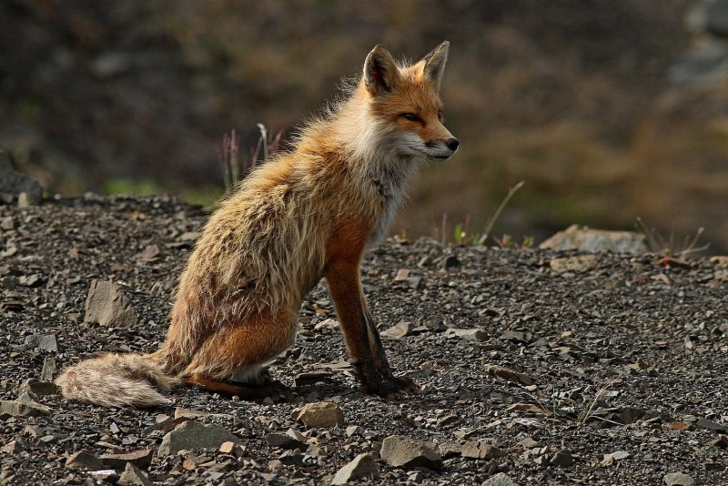 Обыкновенная лисица (Vulpes Vulpes)