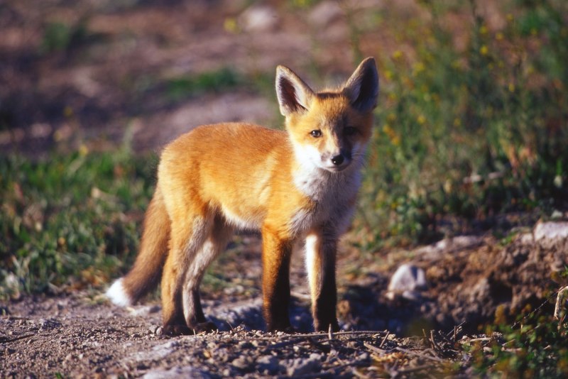 Обыкновенная лисица (Vulpes Vulpes)