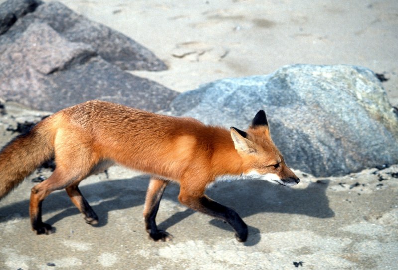 Лисица (Vulpes Vulpes)