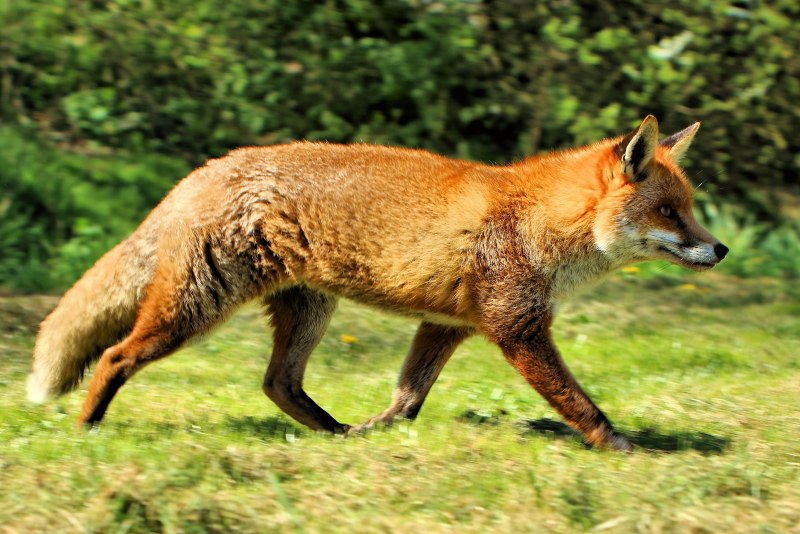 Лисица (Vulpes Vulpes)