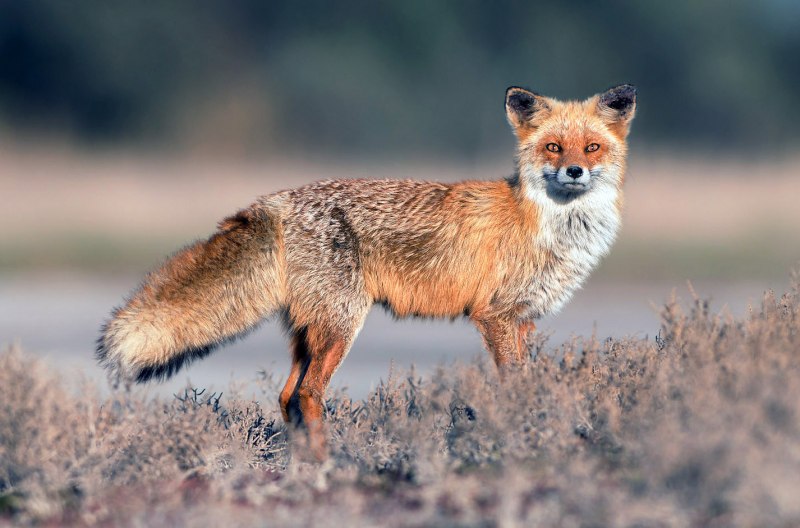 Лисица (Vulpes Vulpes)