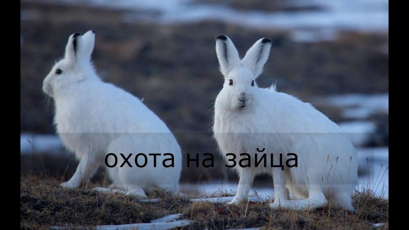 Заяц Беляк в тундре