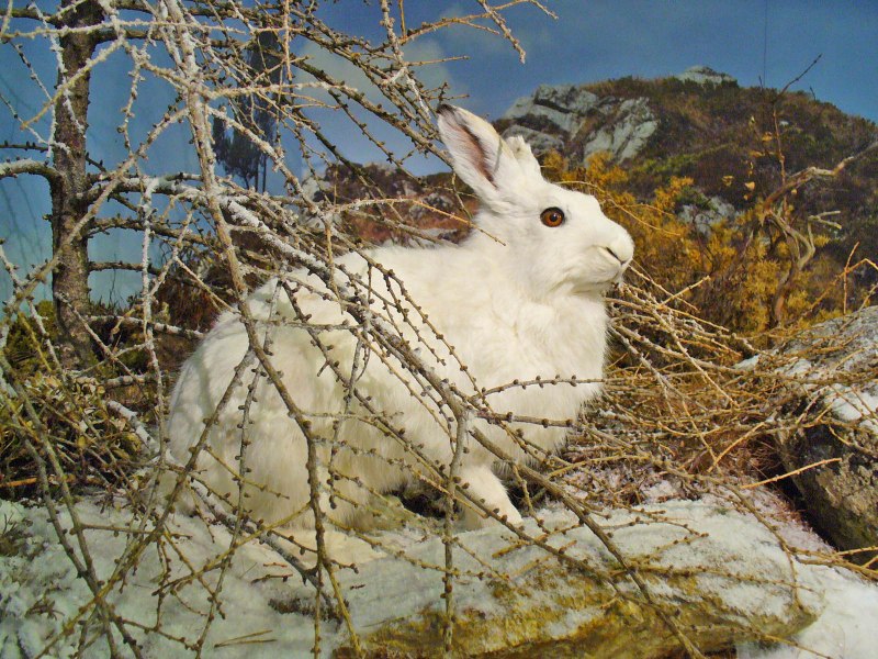 Заяц-Беляк Lepus timidus