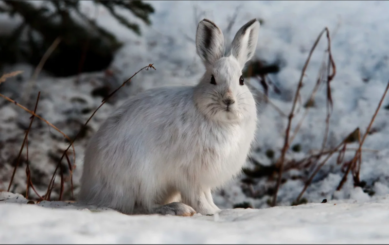 Заяц-Беляк – Lepus timidus Linnaeus, 1758