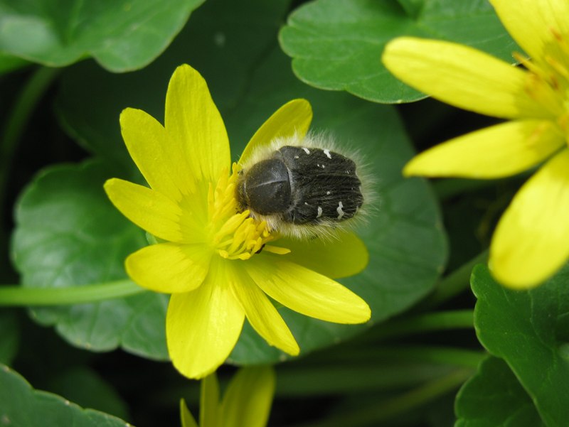 Tropinota (Epicometis) hirta (poda,