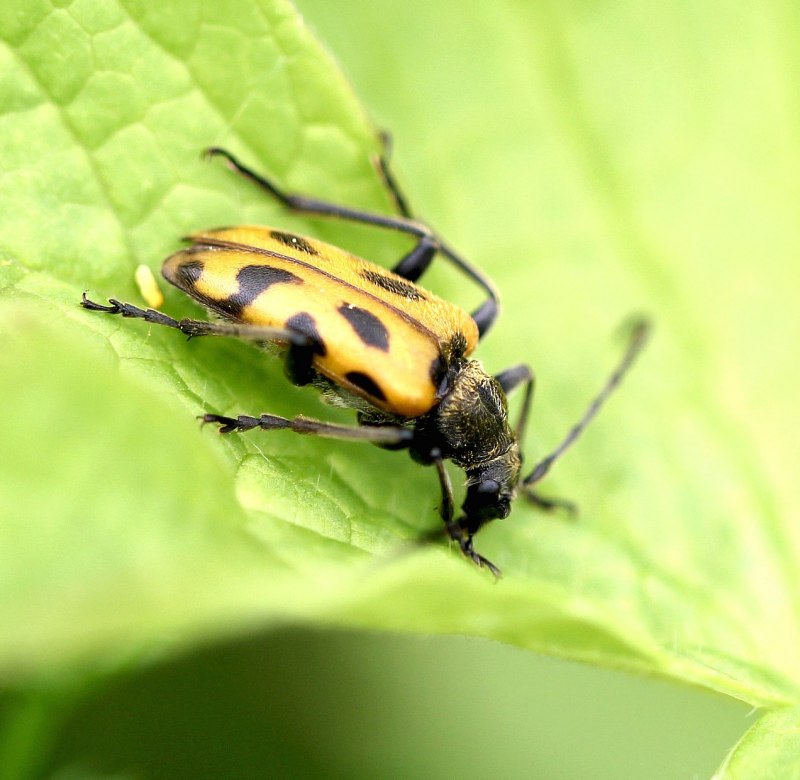Euspinolia militaris
