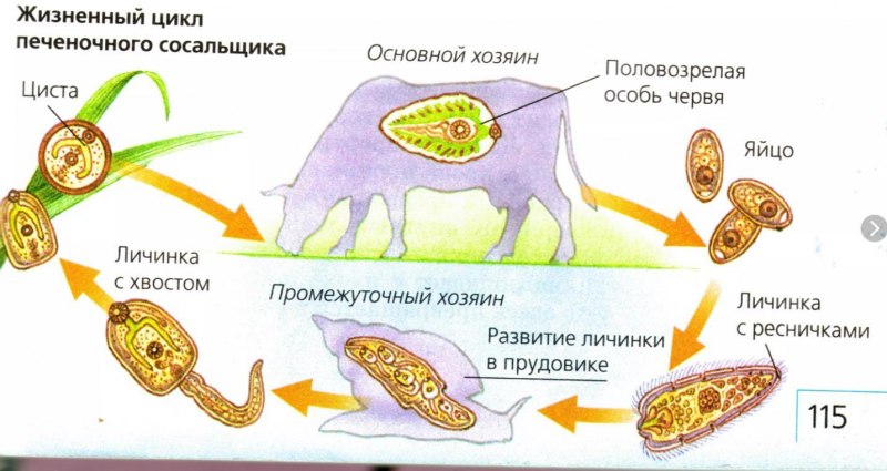 Цикл развития печеночного сосальщика схема
