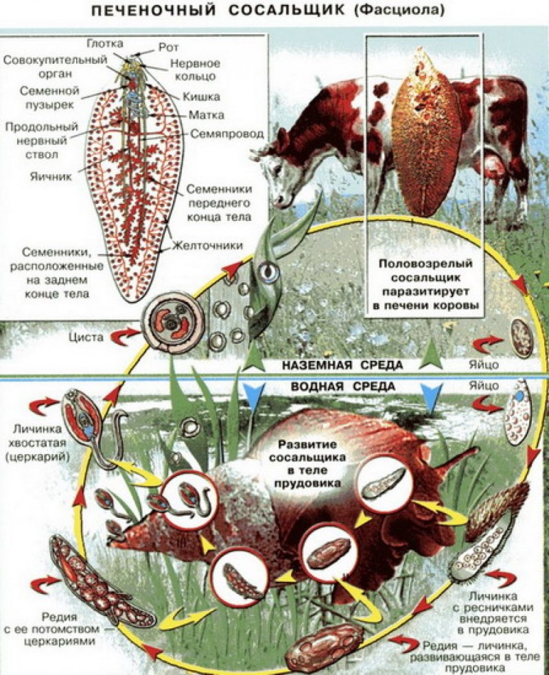 Метацеркарий описторхоза